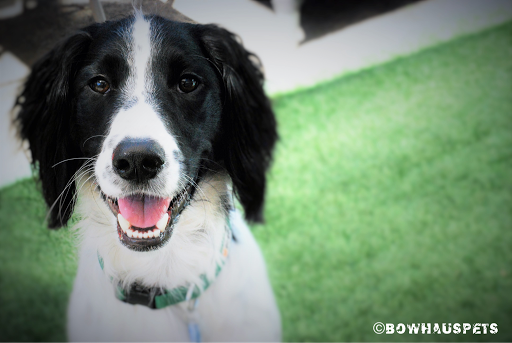 Dog Day Care Center «The Bowhaus Pet Company», reviews and photos, 2472 E Colorado Blvd, Pasadena, CA 91107, USA