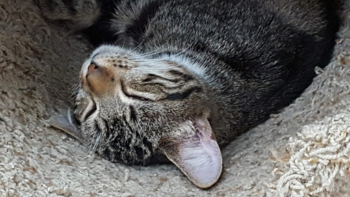 Pet Supply Store «Pet Supplies Plus», reviews and photos, 1433 E Main St, Owosso, MI 48867, USA