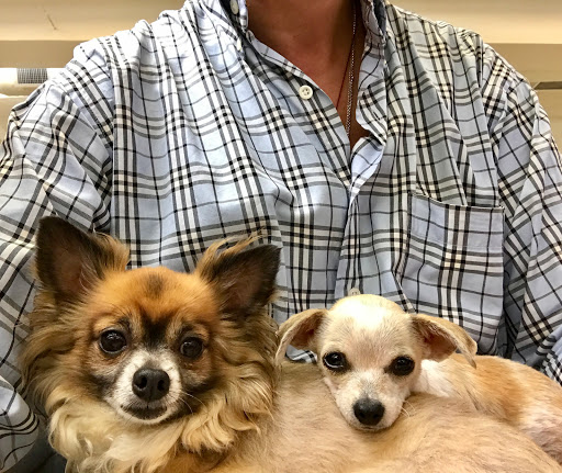 Pet Supply Store «Pet Food Express», reviews and photos, 9153 W Olympic Blvd, Beverly Hills, CA 90212, USA