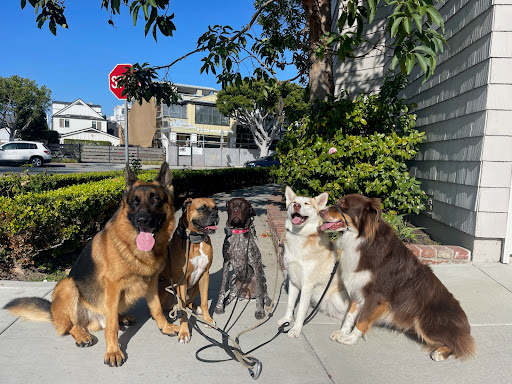 San Diego Pup Scouts