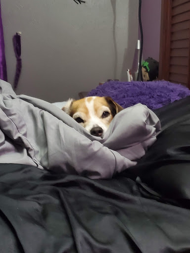 Pet Supply Store «PetSmart», reviews and photos, 5709 Liberty Grove Rd, Rowlett, TX 75089, USA