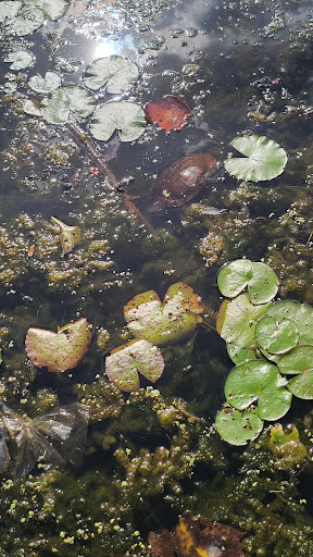 Park «Baisley Pond Park», reviews and photos, Baisley Blvd, Jamaica, NY 11434, USA