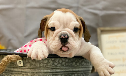 Pet Store «Happiness Is Pets», reviews and photos, 15 W Golf Rd, Arlington Heights, IL 60005, USA