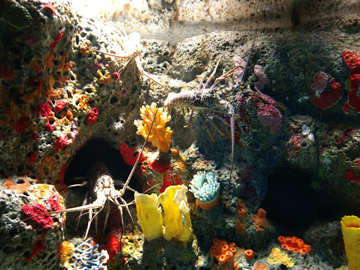 Aquarium «Texas State Aquarium», reviews and photos, 2710 N Shoreline Blvd, Corpus Christi, TX 78402, USA