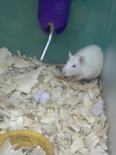 Pet Store «Southside Aquatics», reviews and photos, 2039 Pleasanton Rd, San Antonio, TX 78221, USA