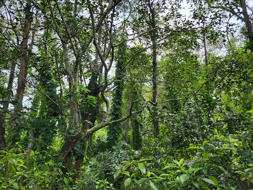 Nature Preserve «Woodmont Natural Area», reviews and photos, 7250 NW 80th Pl, Pompano Beach, FL 33321, USA