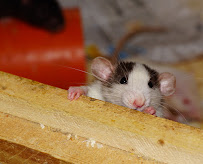 Croach Pest Control - Photo 7 - Car repair in Tacoma, WA, Tacoma