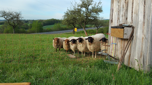 Anette Beitz Tierärztin unter Kirchberg, Rheinland-Pfalz