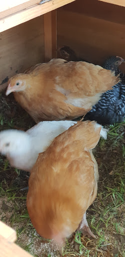 Animal Feed Store «Locke Hill Feed, Pet, & Lawn Supply», reviews and photos, 4927 Golden Quail #105, San Antonio, TX 78240, USA