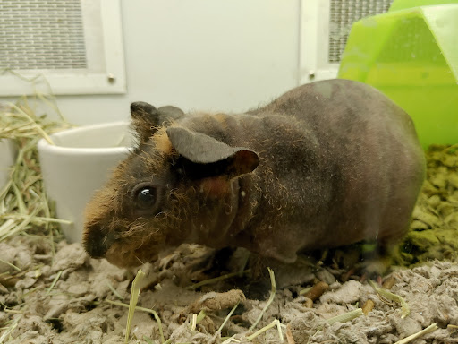 Pet Supply Store «Petco Animal Supplies», reviews and photos, 195 E 12300 S, Draper, UT 84020, USA