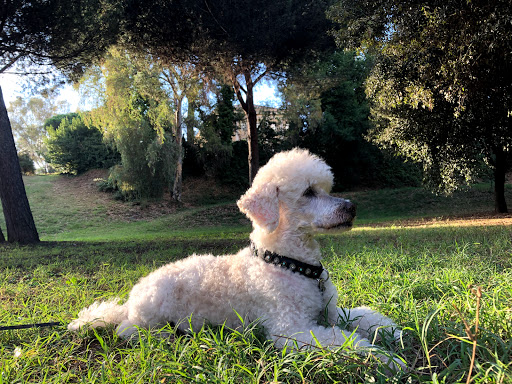 Parco per cani