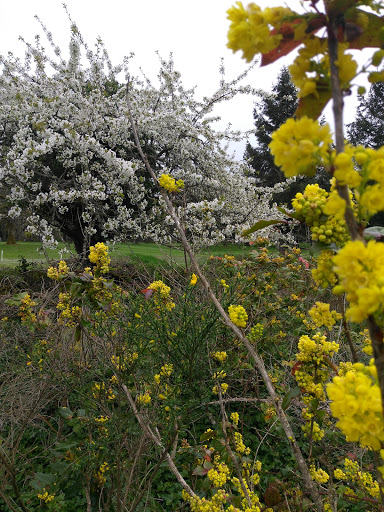 Golf Course «Fort Steilacoom Golf Course», reviews and photos, 8202 87th Ave SW, Lakewood, WA 98499, USA