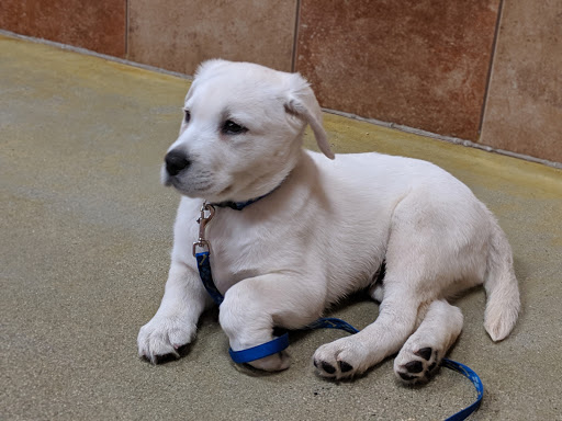 Pet Supply Store «PetSmart», reviews and photos, 160 Washington St #701, Rochester, NH 03839, USA