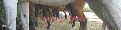 Les Poneys D'Alice à Mesnil-sur-l'Estrée
