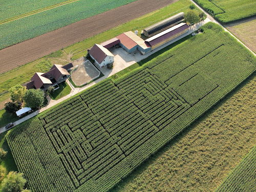 Labyrinthe de Maïs Ferme Kieffer à Limersheim