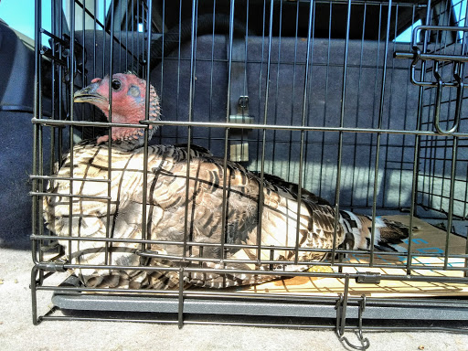 Pet Supply Store «Copley Feed & Supply Co», reviews and photos, 1468 S Cleveland Massillon Rd, Copley, OH 44321, USA