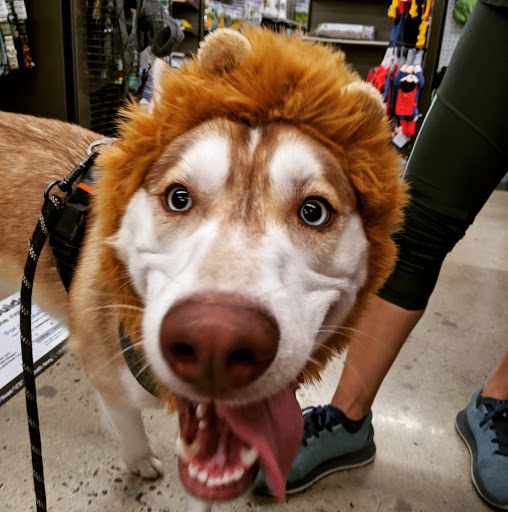 Tourist Attraction «Irvine Spectrum Ferris Wheel», reviews and photos, 101 Spectrum Center Dr, Irvine, CA 92618, USA