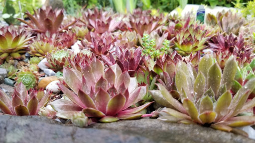 Grocery Store «Food Lion», reviews and photos, 805 Ocean Trail, Corolla, NC 27927, USA