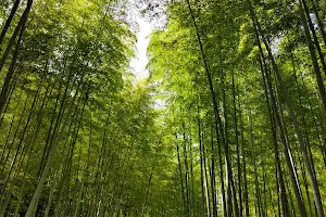 Aichi Prefecture Forest Park image