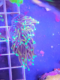 Shipwreck Cove Tropical Fish and Custom Aquariums - Photo 4 - Car repair in Encinitas, CA, Escondido