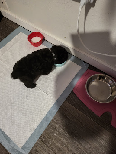 Pet Supply Store «Petco Animal Supplies», reviews and photos, 1201 E Washington Ave, Union Gap, WA 98903, USA