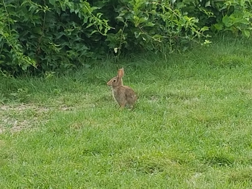 Farm «Pequitside Farm», reviews and photos, 79 Pleasant St, Canton, MA 02021, USA