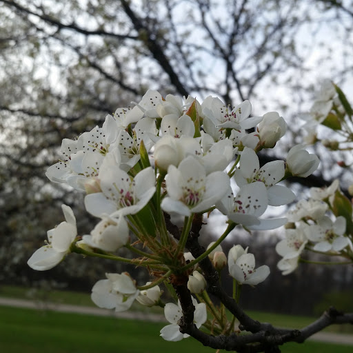 Park «Willow Metropark», reviews and photos, 23200 S Huron Rd, New Boston, MI 48164, USA