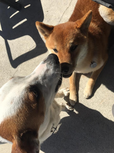 Here, Doggy image