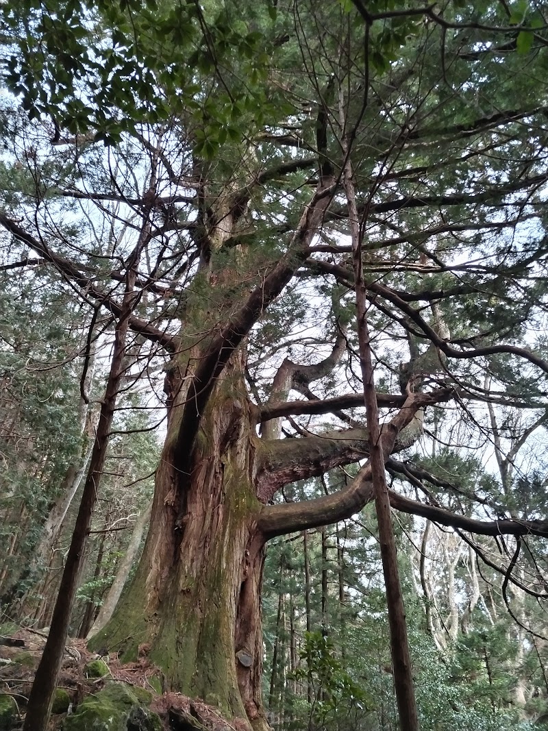 シラヌタの大杉