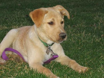 Charleston Dog Walking Co - Photo 3 - Car repair in , Charleston