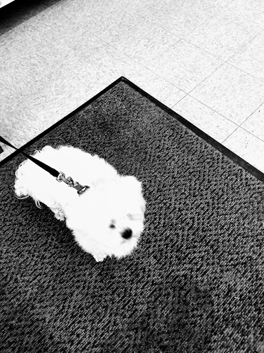 Pet Supply Store «PetSmart», reviews and photos, 3042 W Ridge Rd, Greece, NY 14626, USA