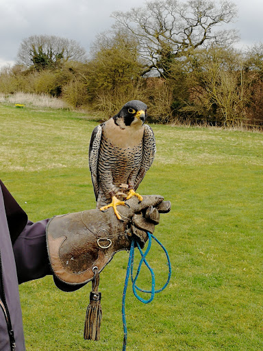 S & D Falconry