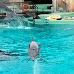 Photo n° 6 de l'avis de Lydia.a fait le 07/03/2024 à 19:55 pour Planète Sauvage à Port-Saint-Père