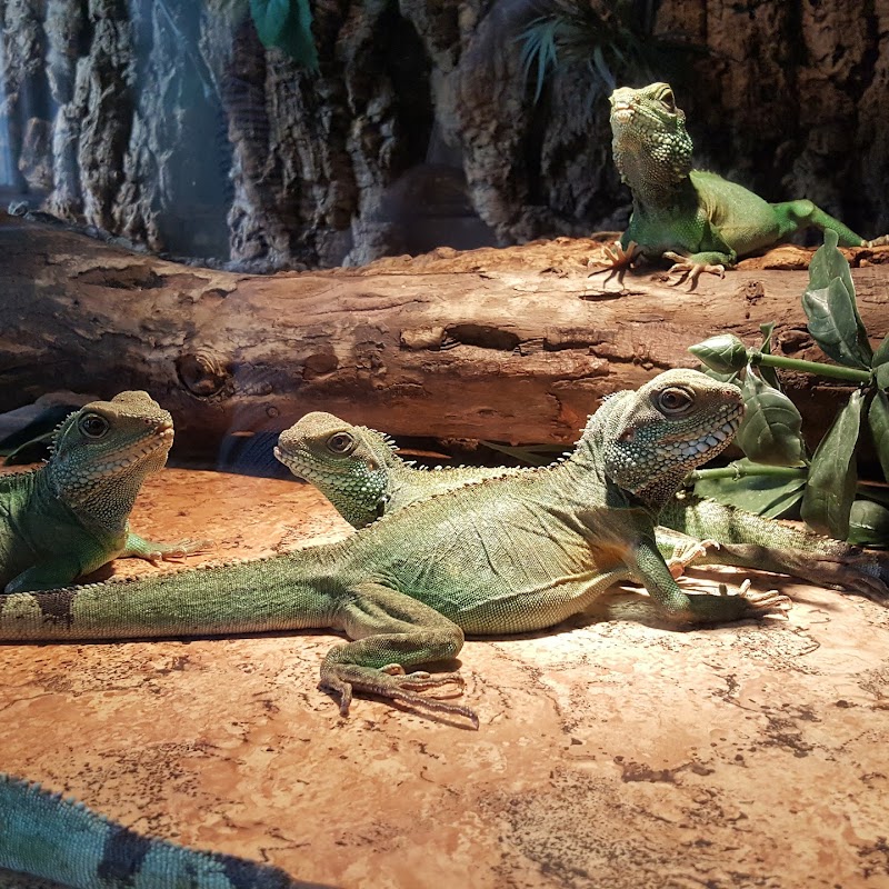 Reptielenzoo Iguana