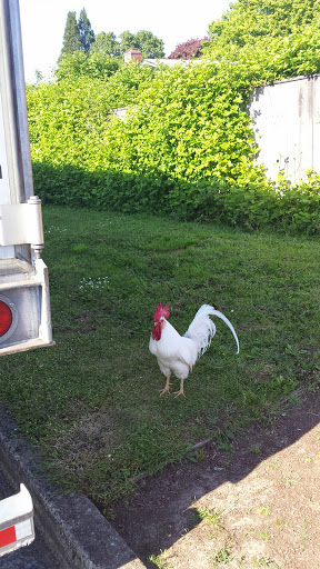 Park «Gamebird Park», reviews and photos, 1500 Mallard Ave, Springfield, OR 97477, USA