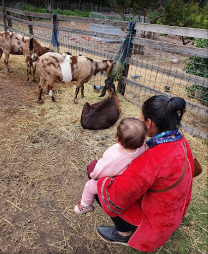 Collingwood Children's Farm