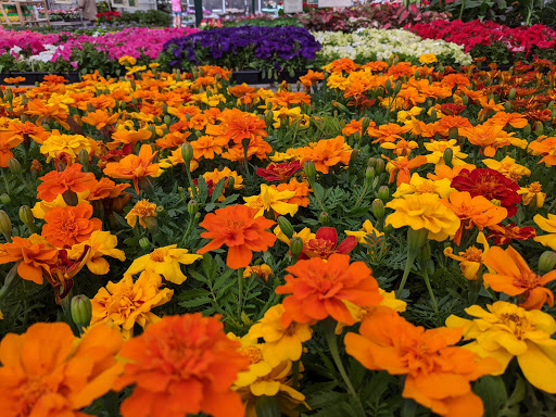 Garden Center «Sixteen Acres Garden Center», reviews and photos, 1359 Wilbraham Rd, Springfield, MA 01119, USA