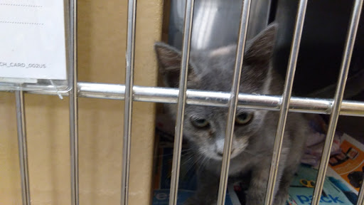 Pet Supply Store «PetSmart», reviews and photos, 3500 IN-38, Lafayette, IN 47905, USA