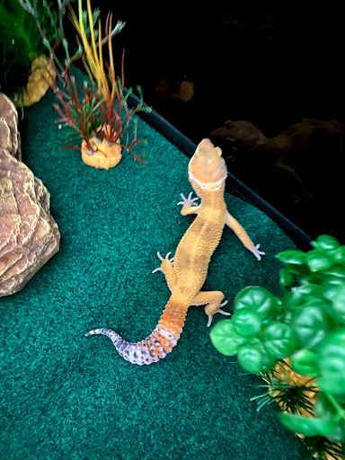 Pet Supply Store «PetSmart», reviews and photos, 790 Jefferson Rd #200, Rochester, NY 14623, USA