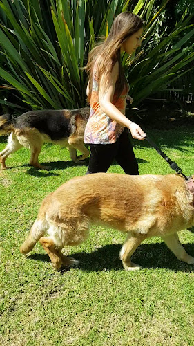 Dinamicanimal | Rehabilitación Fisioterapia Perros y Gatos - Macul