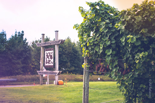 Vineyard «Ciccone Vineyard & Winery», reviews and photos, 10343 E Hilltop Rd, Suttons Bay, MI 49682, USA