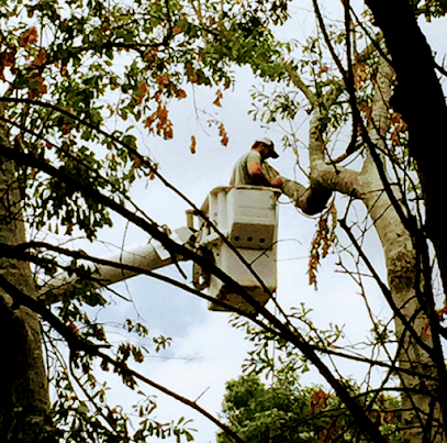 Active Tree Services