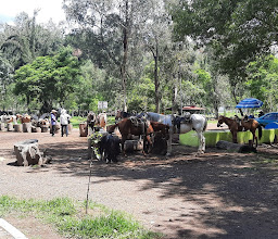 Bosque de Nativitas photo