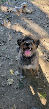 Timber Paws - Photo 9 - Car repair in Bellingham, WA, Bellingham