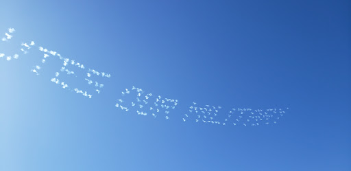 Army & Navy Surplus Shop «Navy Exchange-Dam Neck Annex», reviews and photos, 1977 Terrier Ave, Virginia Beach, VA 23461, USA