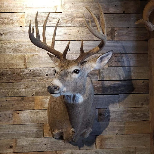 Wedl's Wildlife Creations