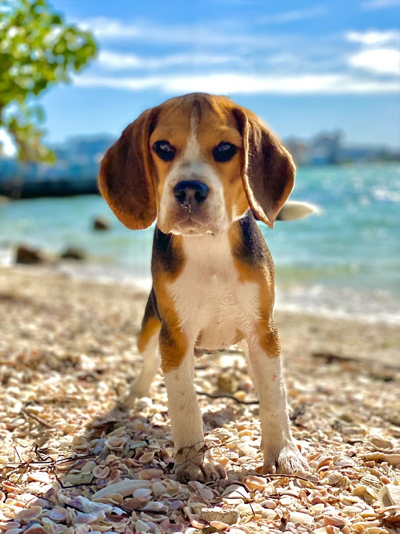 Coastal Dogs training