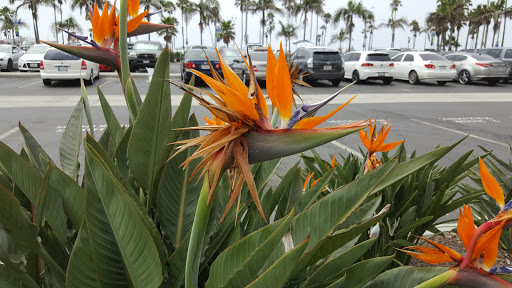 Tourist Attraction «Balboa Pier», reviews and photos, 1 Balboa Pier, Newport Beach, CA 92661, USA