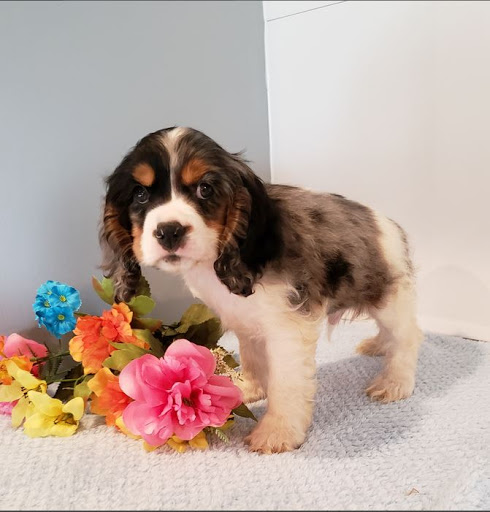 Pet Supply Store «PetSmart», reviews and photos, 9122 Mentor Ave, Mentor, OH 44060, USA