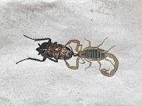 RELIABLE PEST CONTROL SOLUTIONS - Photo 4 - Car repair in St. George, UT, St. George